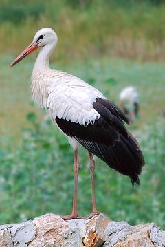 Ciconia ciconia